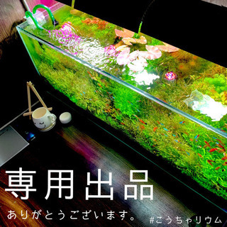 水草