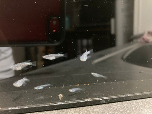 【完売】静楽庵 サファイア メダカ 幼魚若魚 1匹あたり