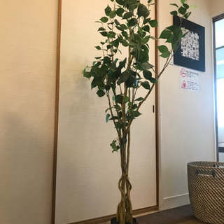 ニトリ 4000円相当 癒し系観葉植物 〜希望有でバスケット付き〜