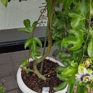 4年目　パッションフルーツ