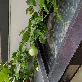 4年目　パッションフルーツの画像