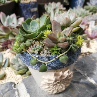 【soldout】七福神入り多肉植物　寄植え　リメイク鉢　硬質鹿...