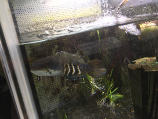 チャンナプルクラ　20cm＋　飼いこみ固体　ゆる募