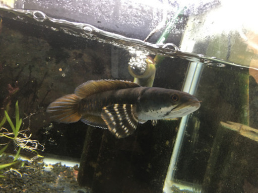 チャンナプルクラ　20cm＋　飼いこみ固体　ゆる募