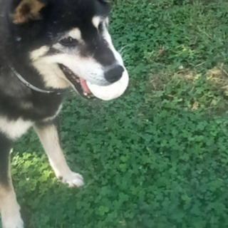 シニア犬ボクくん13才　最後のおうち探しています。