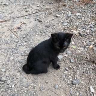 黒猫、三毛、茶白、サビ、10匹以上います。 - 南巨摩郡