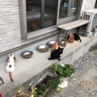 黒猫、三毛、茶白、サビ、10匹以上います。 - 猫