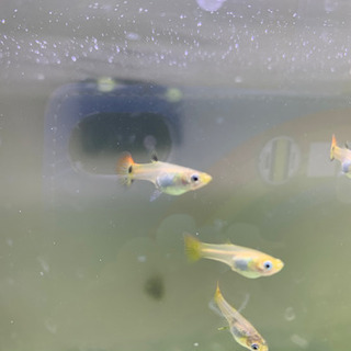 レッドテール系ミックスグッピー若魚　雌雄10匹