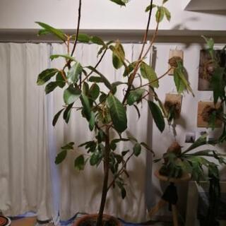 大型 観葉植物 フィカスベルベット