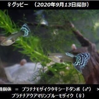 【 9/13更新 】　グッピー♀のみ × 10匹 ／ プラチナモ...
