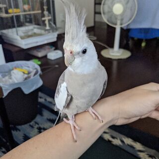 オカメインコを探しています