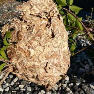 蜂の巣駆除致します。 - 害虫/害獣駆除