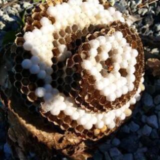 蜂の巣駆除致します。 − 山口県