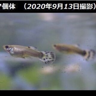 【受付終了】プラチナモザイク系グッピー幼魚5ペア＋♂1匹／1,0...