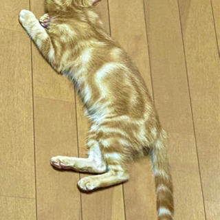 茶色のアメショ柄の男の子です。 − 大阪府