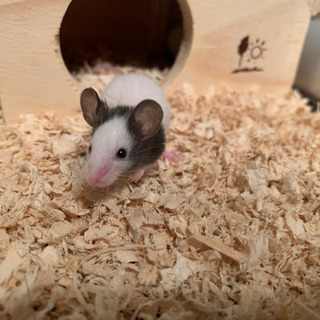 パンダマウス
