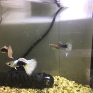 国産グッピードイツイエロータキシードの稚魚10匹+αの画像