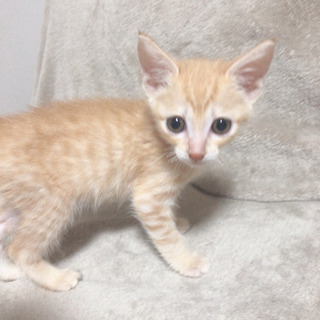 ねこカフェでお見合い。吉祥寺。茶トラくん。甘えんぼ。里親 募集中。 - 里親募集