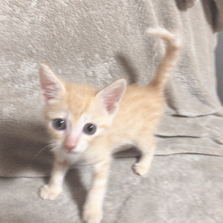 ねこカフェでお見合い。吉祥寺。茶トラくん。甘えんぼ。里親 募集中。 - 猫