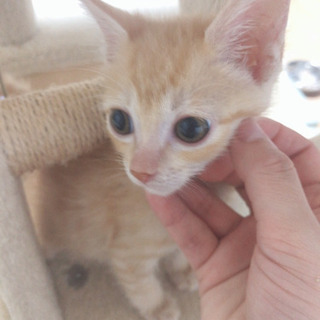 ねこカフェでお見合い。吉祥寺。茶トラくん。甘えんぼ。里親 募集中。 - 武蔵野市