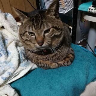 オス猫　約９歳です。