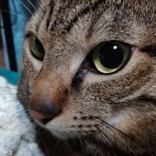 オス猫　約９歳です。 - 三沢市