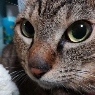 オス猫　約９歳です。 - 猫