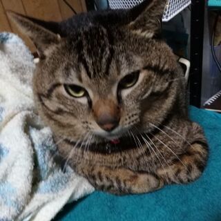 オス猫　約９歳です。 − 青森県