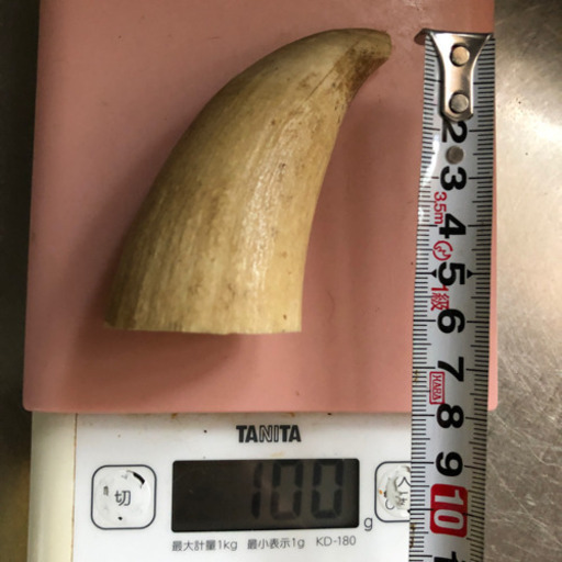 ★ 鯨歯 マッコウクジラ 印材や工芸品に マッコウクジラ 鯨牙 鯨歯 天然素材 印材