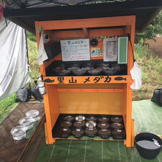 無人販売所 里山めだか 9/14 出品情報