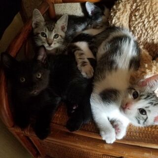 里親募集です★