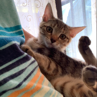 生後2~3か月の子猫の里親募集