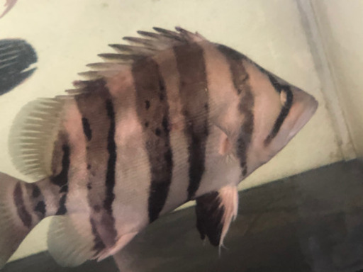 ※明日まで　ダトニオ プラスワン左右対称バンド　30cm