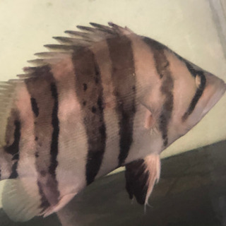 ※明日まで　ダトニオ プラスワン左右対称バンド　30cm