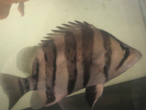 ※明日まで　ダトニオ プラスワン左右対称バンド　30cm