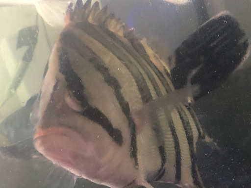 ※明日まで　ダトニオ プラスワン左右対称バンド　30cm