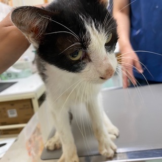 (猫エイズ陽性)キャリア猫ちゃんのお友達にどうですか？パンダ柄も...