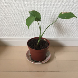 [譲ります]モンステラの苗