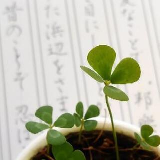  限定募集！ペン字レッスン の画像