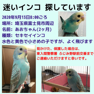 埼玉県富士見市 セキセイインコを探しています