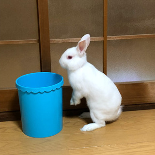 うさぎちゃん1才半　オス