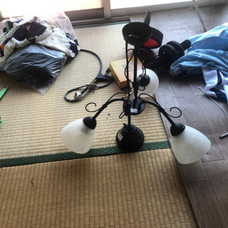シャデリアの画像