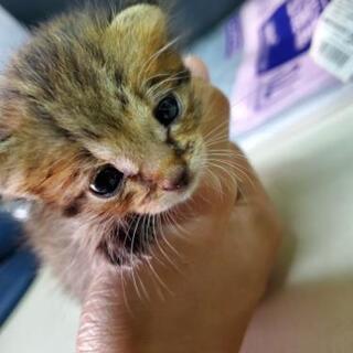 ★急募★子猫の里親募集