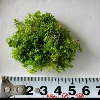 水草　キューバパールグラス　(無農薬)