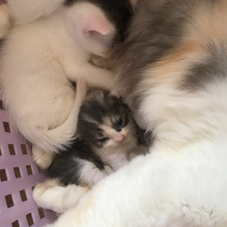 里親募集です。お願いします