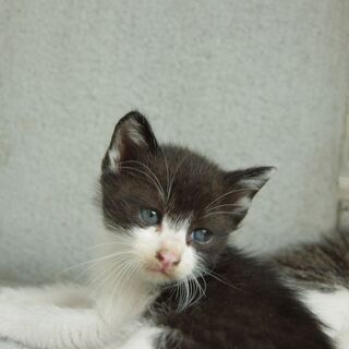 7月20日生まれの、子猫貰ってください