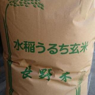 コシヒカリ 令和元年米