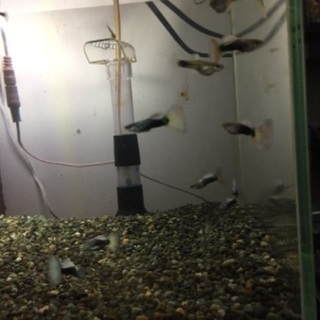 国産グッピードイツイエロータキシードの稚魚10匹+αの画像