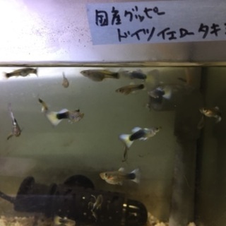 国産グッピードイツイエロータキシードの稚魚10匹+αの画像