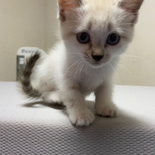 里親さん募集してます❗️